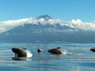 visitpico-sidebarpico-island-whale-pilot-azores